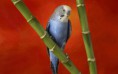 /album/zabavne-fotky-zvieratiek/animals-birds-beautiful-blue-parrot-013711-jpg/